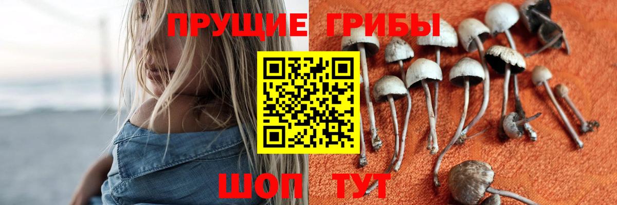 Галлюциногенные грибы прущие грибы Кингисепп